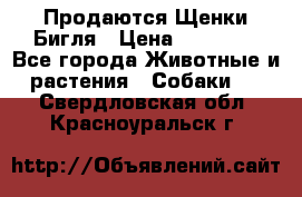 Продаются Щенки Бигля › Цена ­ 35 000 - Все города Животные и растения » Собаки   . Свердловская обл.,Красноуральск г.